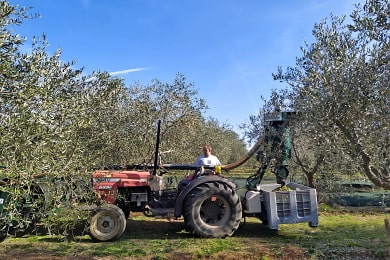 Sklizeň na rodinné farmě Chiavalon v říjnu 2020